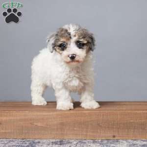 Rubio, Miniature Poodle Puppy